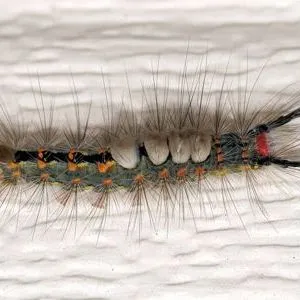 thumbnail for publication: Fir Tussock Moth Orgyia detrita Guérin-Méneville, 1831 (Lepidoptera: Erebidae: Lymantriinae)
